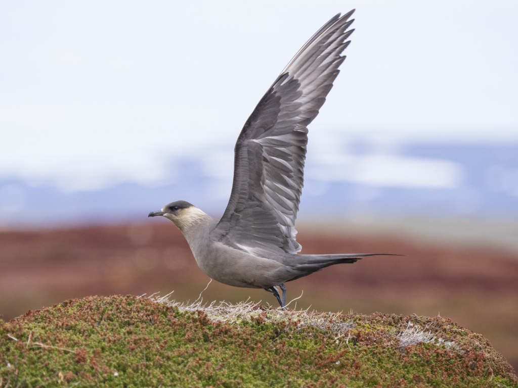 Arktiskt sommarfågelprakt i Varanger , Norge. Fotoresa med Wild Nature fotoresor. Foto: Henrik Karlsson 