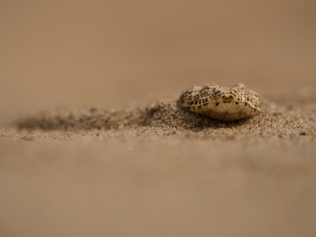 Ökenlandskap, stjärnhimlar och spännande djurliv - Namibia. Fotoresa med Wild Nature fotoresor. Foto: Henrik Karlsson