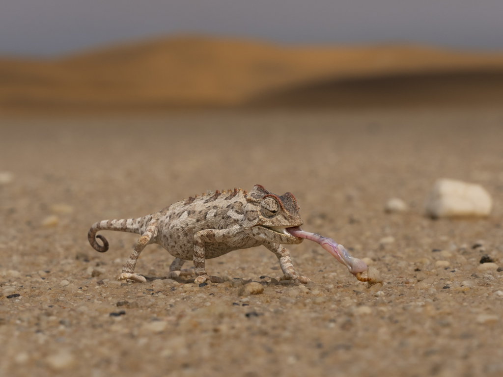 Ökenlandskap, stjärnhimlar och spännande djurliv - Namibia. Fotoresa med Wild Nature fotoresor. Foto: Henrik Karlsson