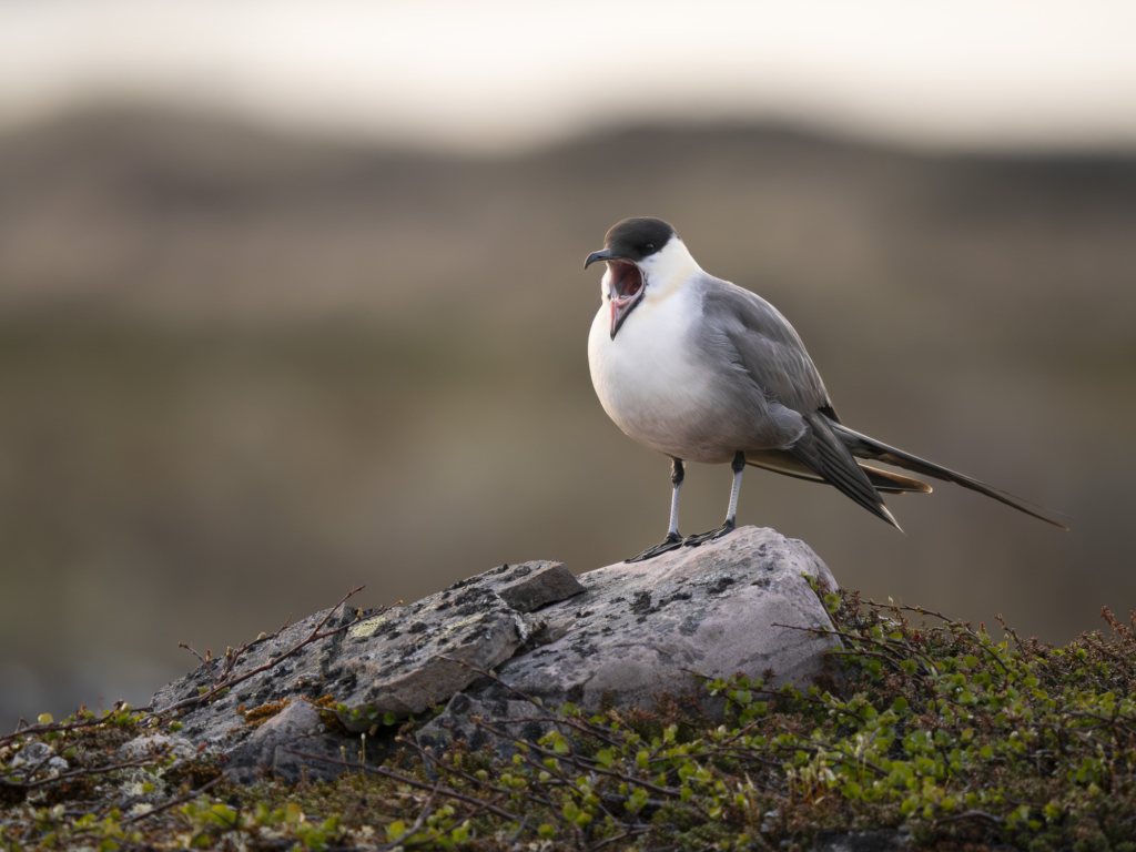 Arktiskt sommarfågelprakt i Varanger , Norge. Fotoresa med Wild Nature fotoresor. Foto: Henrik Karlsson 