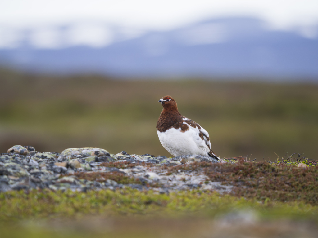 Arktiskt sommarfågelprakt i Varanger , Norge. Fotoresa med Wild Nature fotoresor. Foto: Henrik Karlsson 