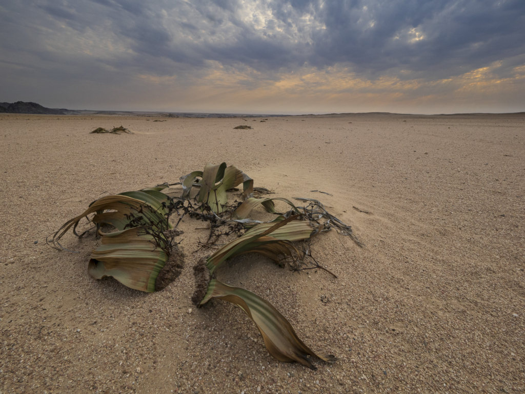 Ökenlandskap, stjärnhimlar och spännande djurliv - Namibia. Fotoresa med Wild Nature fotoresor. Foto: Henrik Karlsson