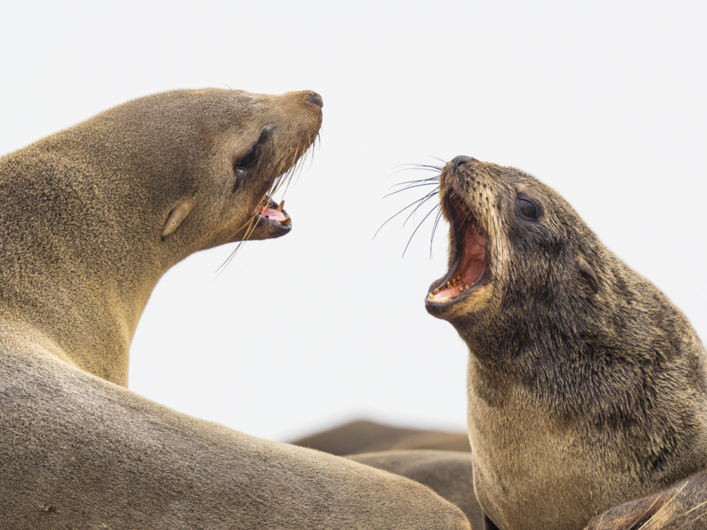 Ökenlandskap, stjärnhimlar och spännande djurliv - Namibia. Fotoresa med Wild Nature fotoresor. Foto: Henrik Karlsson