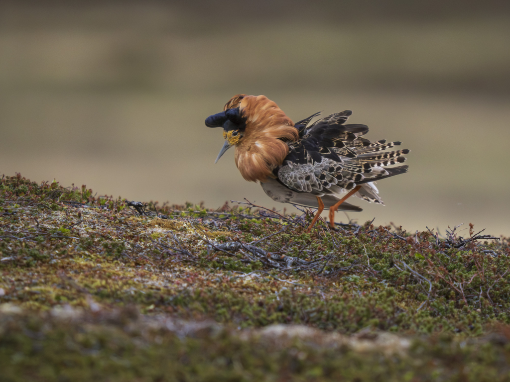 Arktiskt sommarfågelprakt i Varanger , Norge. Fotoresa med Wild Nature fotoresor. Foto: Henrik Karlsson 