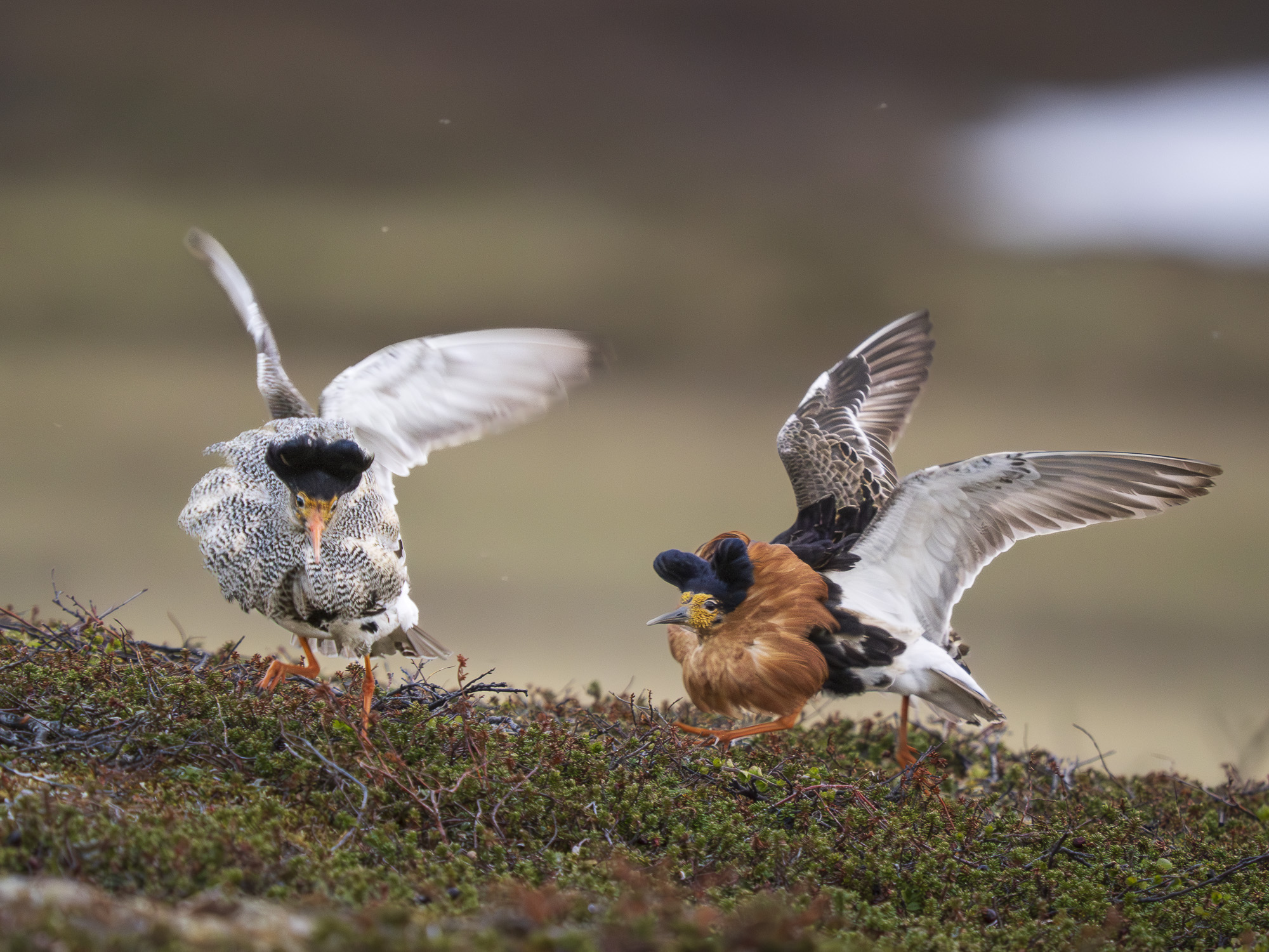 Arktiskt sommarfågelprakt i Varanger , Norge. Fotoresa med Wild Nature fotoresor. Foto: Henrik Karlsson