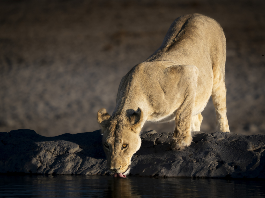 Etosha djurrik saltöken - Namibia. Fotoresa med Wild Nature fotoresor. Foto: Henrik Karlsson