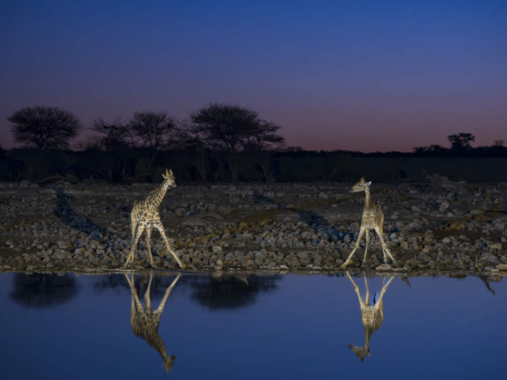 Etosha djurrik saltöken - Namibia. Fotoresa med Wild Nature fotoresor. Foto: Henrik Karlsson