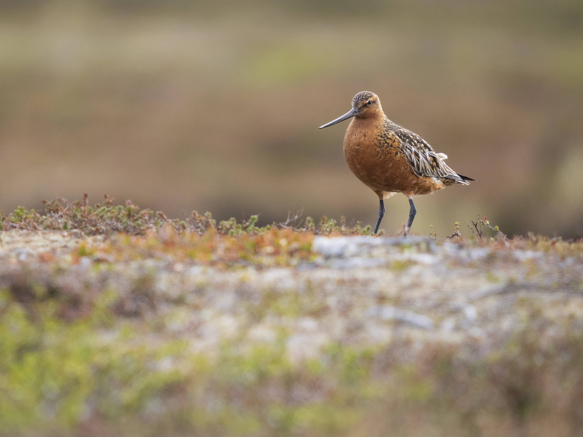 Arktiskt sommarfågelprakt i Varanger , Norge. Fotoresa med Wild Nature fotoresor. Foto: Henrik Karlsson