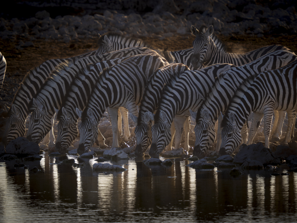 Etosha djurrik saltöken - Namibia. Fotoresa med Wild Nature fotoresor. Foto: Henrik Karlsson