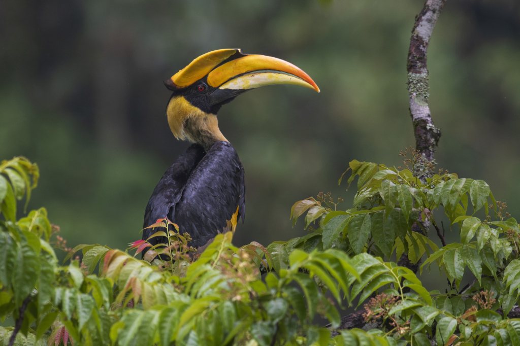 Natur och kultur på världens tak - Bhutan. Fotoresa med Wild Nature fotoresor. Foto: Henrik Karlsson