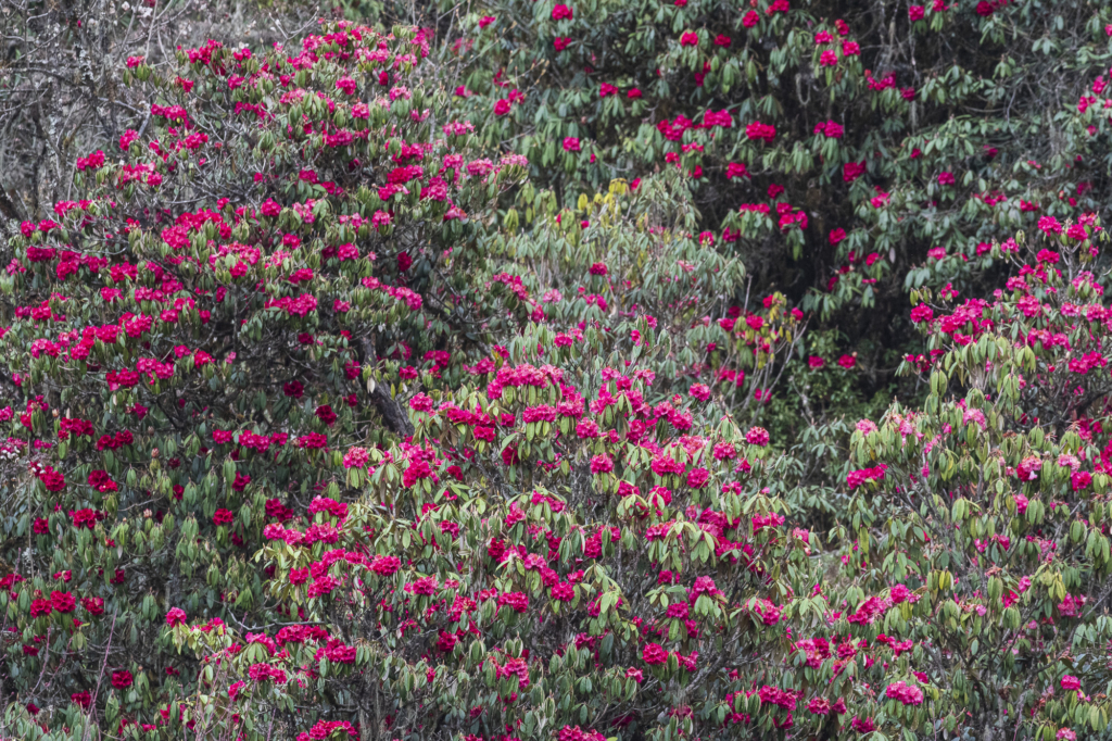 Natur och kultur på världens tak - Bhutan. Fotoresa med Wild Nature fotoresor. Foto: Henrik Karlsson