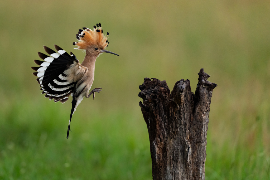 Färgstarka fåglar på pusztan - Ungern. Fotoresa med Wild Nature fotoresor. Foto Magnus Martinsson