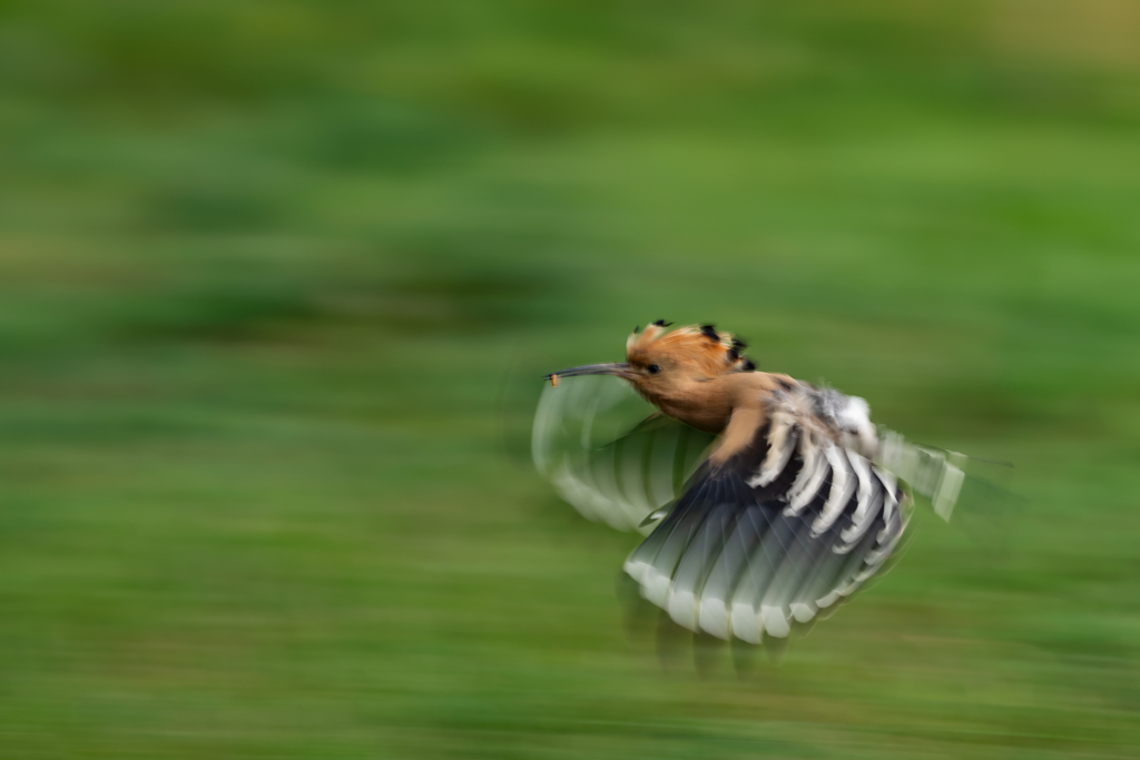 Färgstarka fåglar på pusztan - Ungern. Fotoresa med Wild Nature fotoresor. Foto Magnus Martinsson