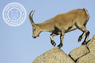 Iberian Ibex and Griffon & Cinereous Vulture Bonanza in Spain. Photo tour with Wild Nature Photo tours. Photo: Staffan Widstrand