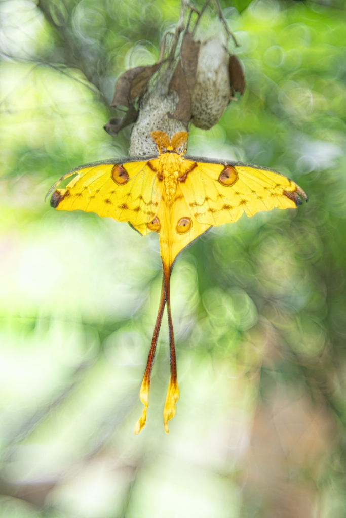 Madagaskar - förunderlig natur i lemurernas rike. Fotoresa med Wild Nature fotoresor. Foto: Jan Pedersen