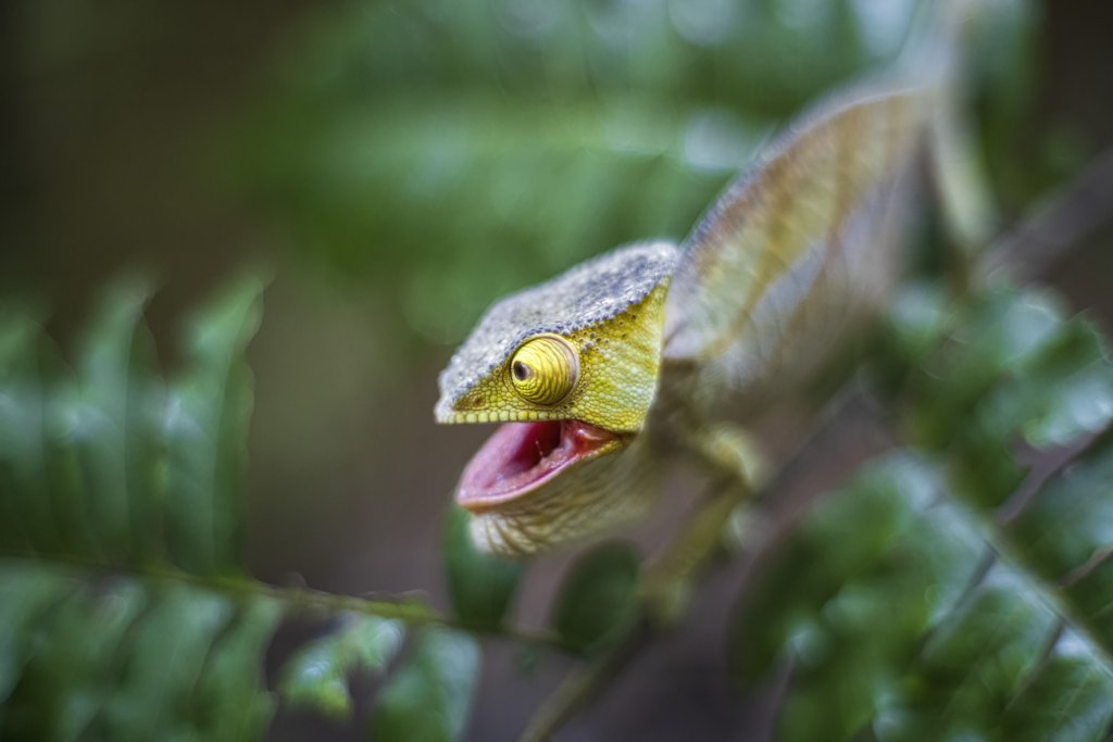 Madagaskar - förunderlig natur i lemurernas rike. Fotoresa med Wild Nature fotoresor. Foto: Jan Pedersen