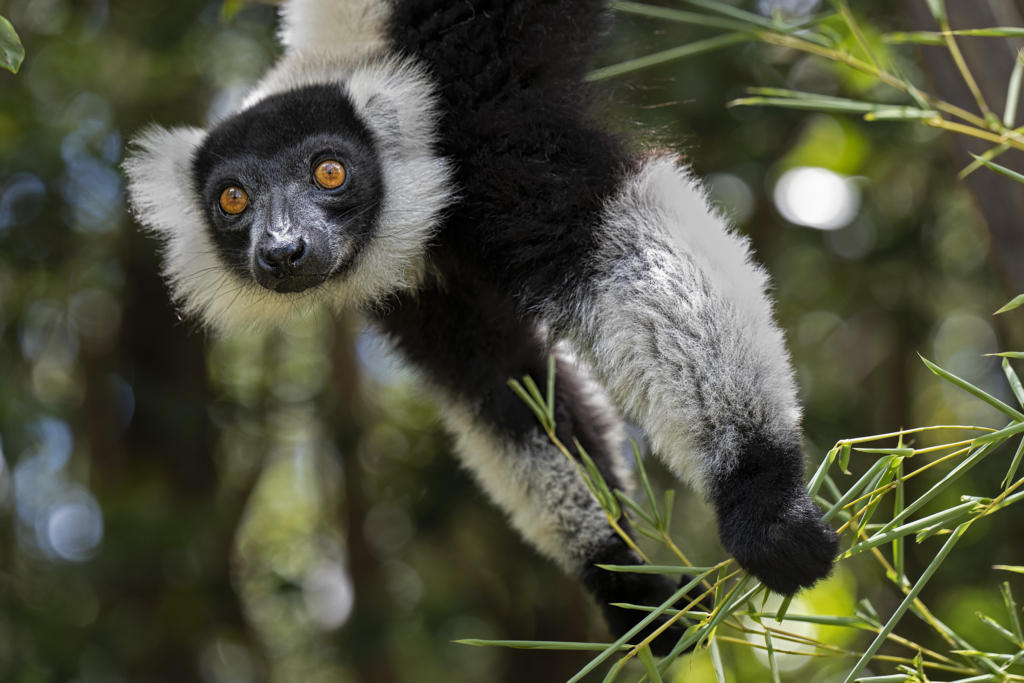 Madagaskar - förunderlig natur i lemurernas rike. Fotoresa med Wild Nature fotoresor. Foto: Jan Pedersen