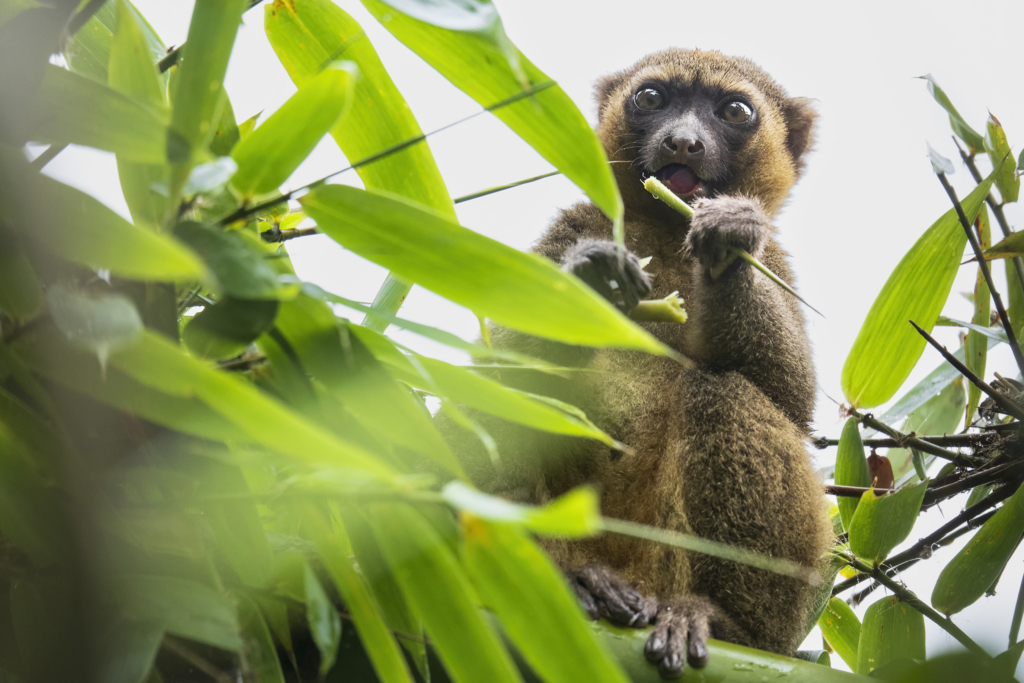 Madagaskar - förunderlig natur i lemurernas rike. Fotoresa med Wild Nature fotoresor. Foto: Jan Pedersen