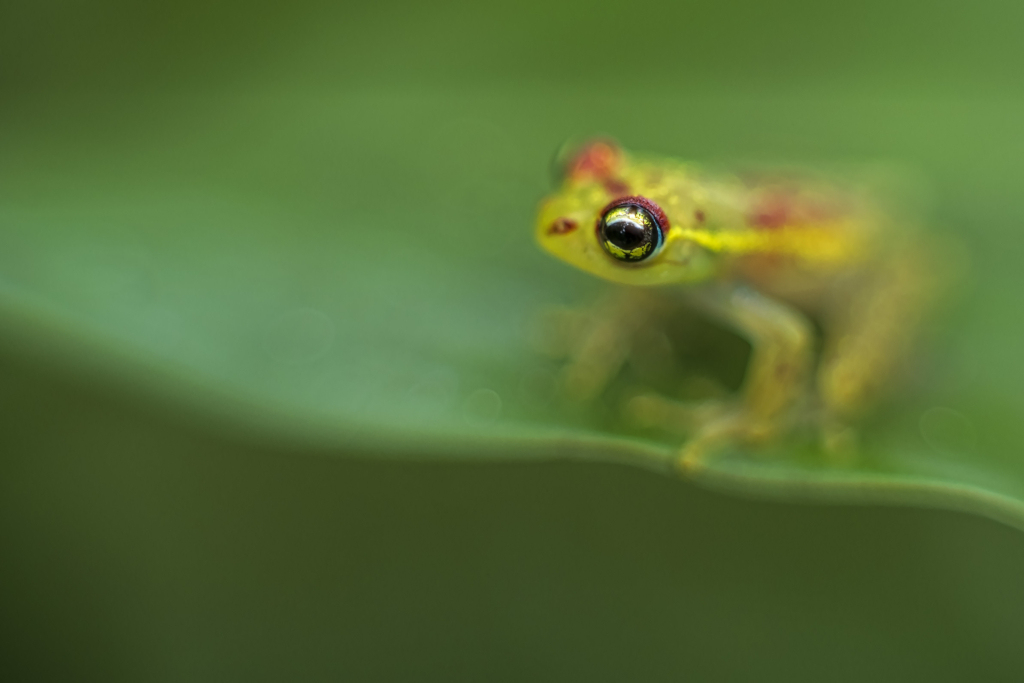 Madagaskar - förunderlig natur i lemurernas rike. Fotoresa med Wild Nature fotoresor. Foto: Jan Pedersen