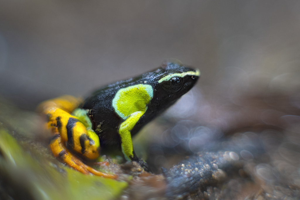 Madagaskar - förunderlig natur i lemurernas rike. Fotoresa med Wild Nature fotoresor. Foto: Jan Pedersen