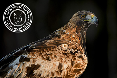 Golden Eagle Eldorado, Sweden. Photo tour Wild Nature Photo Adventures. Photo Henrik Karlsson