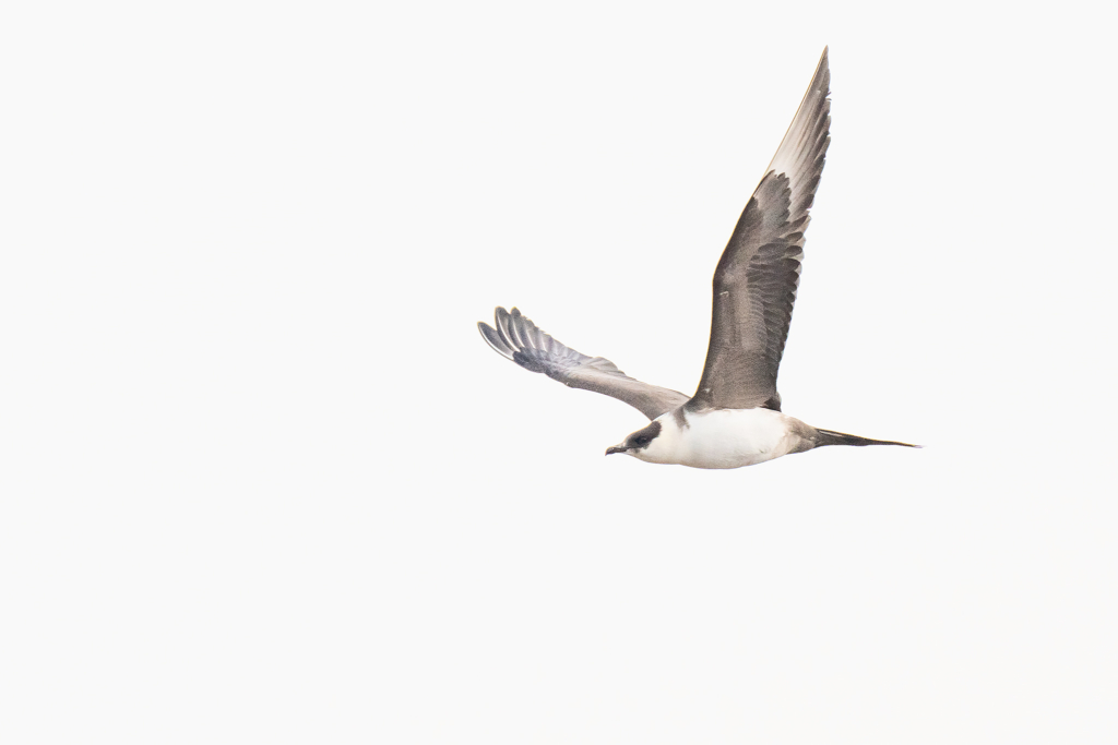 Arktiskt sommarfågelprakt i Varanger , Norge. Fotoresa med Wild Nature fotoresor. Foto: Magnus Martinsson