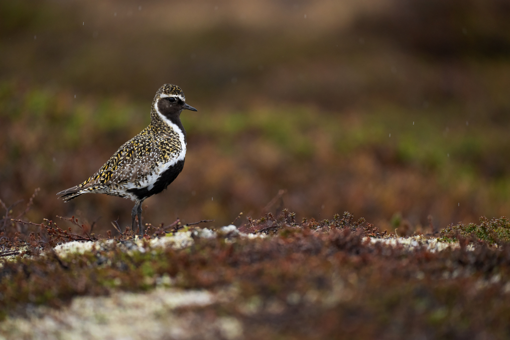 Arktiskt sommarfågelprakt i Varanger , Norge. Fotoresa med Wild Nature fotoresor. Foto: Magnus Martinsson