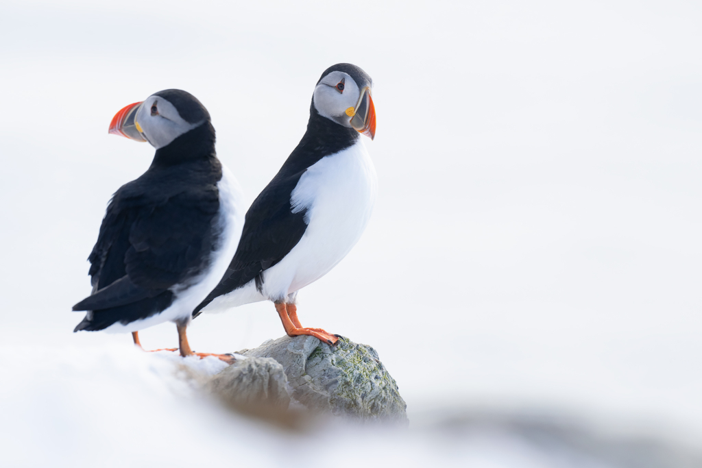 Arktisk vårvinterfågelfest i Varanger, Norge. Fotoresa med Wild Nature fotoresor. Foto Magnus Martinsson