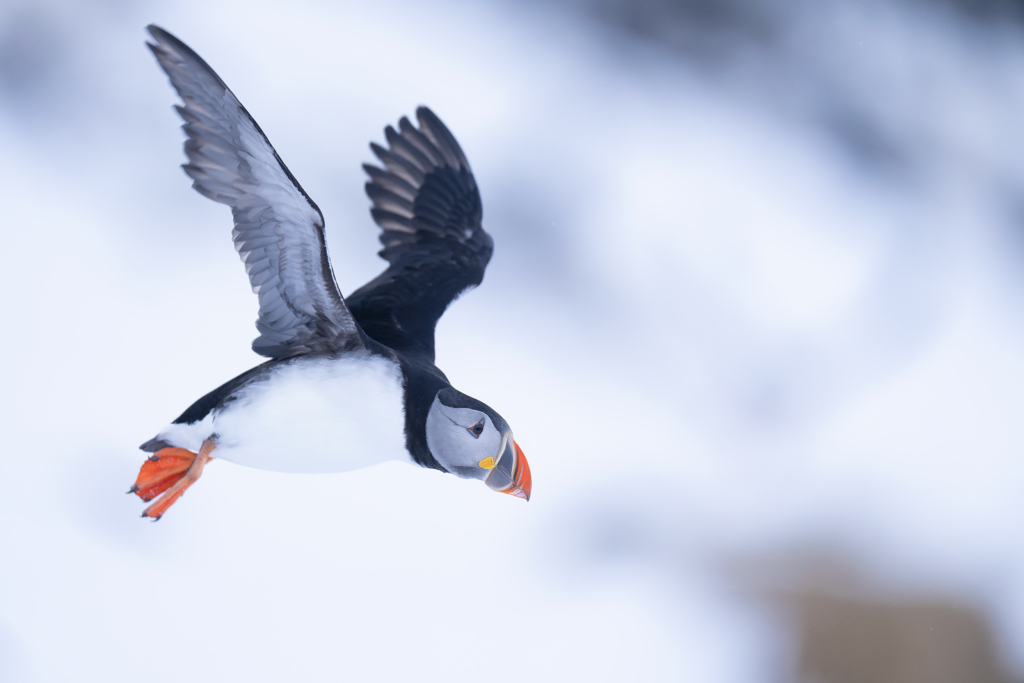 Arktisk vårvinterfågelfest i Varanger, Norge. Fotoresa med Wild Nature fotoresor. Foto Magnus Martinsson