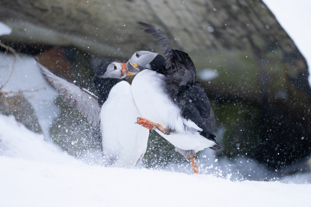 Arktisk vårvinterfågelfest i Varanger, Norge. Fotoresa med Wild Nature fotoresor. Foto Magnus Martinsson