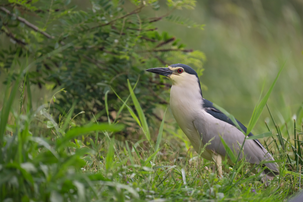 Färgstarka fåglar på pusztan - Ungern. Fotoresa med Wild Nature fotoresor. Foto Magnus Martinsson