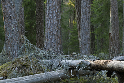 Höst i småländsk urskog - Norra Kvills nationalpark. Fotoresa med Wild Nature fotoresor. Foto Henrik Karlsson