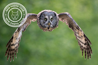 Owls - The silent hunters of the night, Norway. Photo tour with Wild Nature fotoresor. Photo Floris Smeets