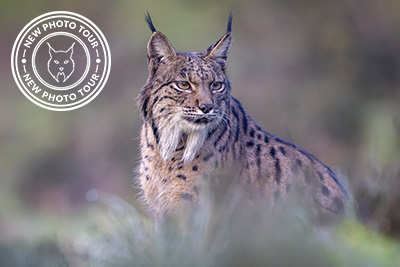 Iberian lynx in Spain. Photo tour with Wild Nature Photo Adventures. Photo by Staffan Widstrand