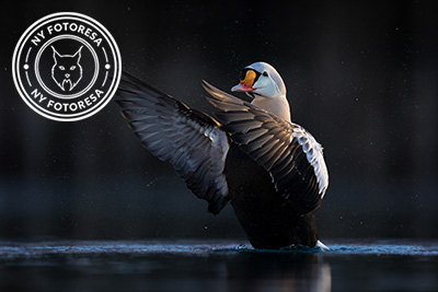 Arktisk vårvinterfågelfest i Varanger, Norge. Fotoresa med Wild Nature fotoresor. Foto Magnus Martinsson