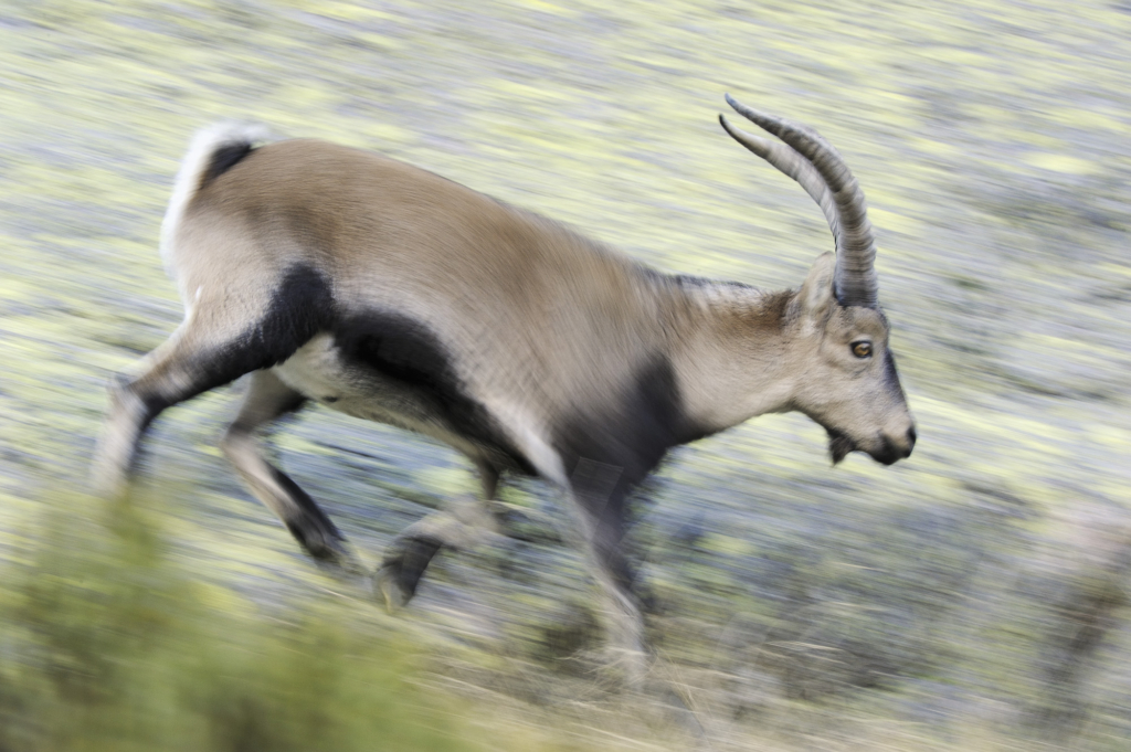 Iberiska stenbockar och grå- & gåsgams-bonanza i Spanien. Fotoresa med Wild Nature fotoresor. Foto: Staffan Widstrand