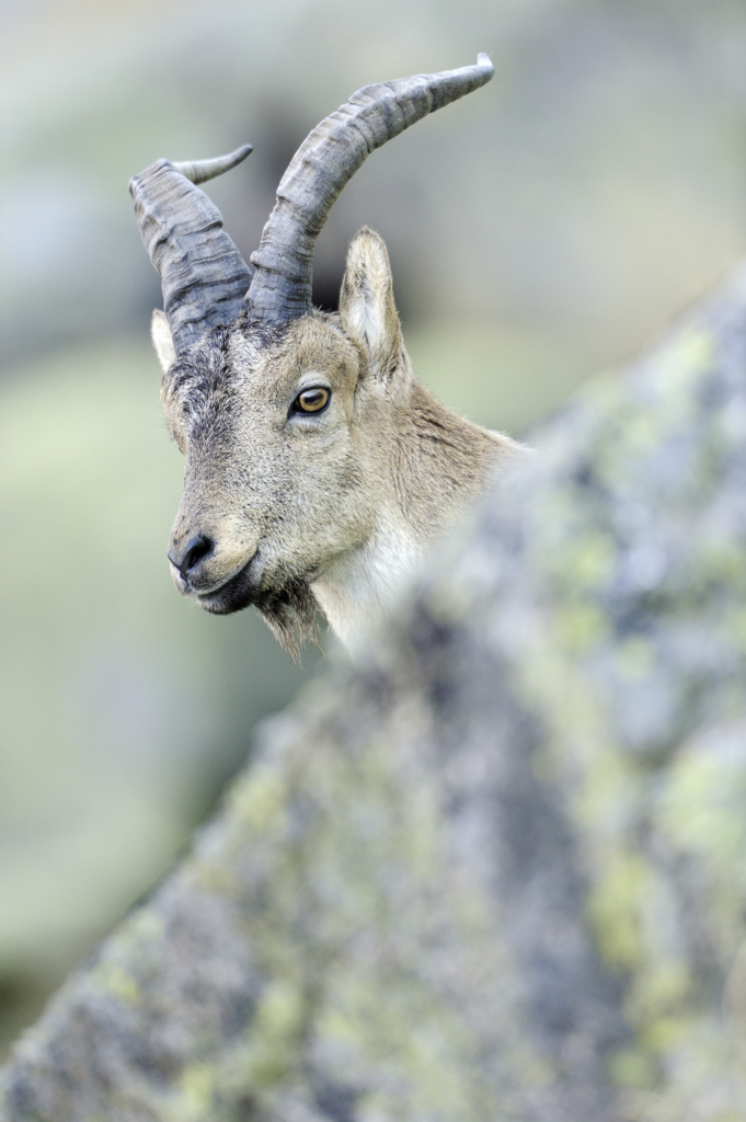 Iberiska stenbockar och grå- & gåsgams-bonanza i Spanien. Fotoresa med Wild Nature fotoresor. Foto: Staffan Widstrand