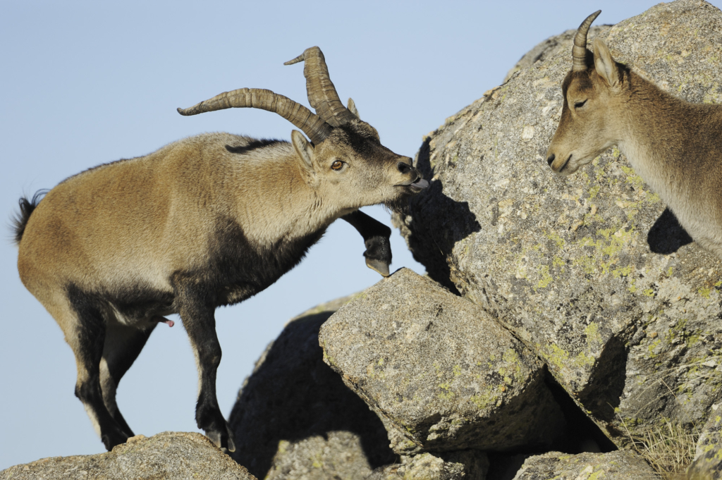 Iberiska stenbockar och grå- & gåsgams-bonanza i Spanien. Fotoresa med Wild Nature fotoresor. Foto: Staffan Widstrand