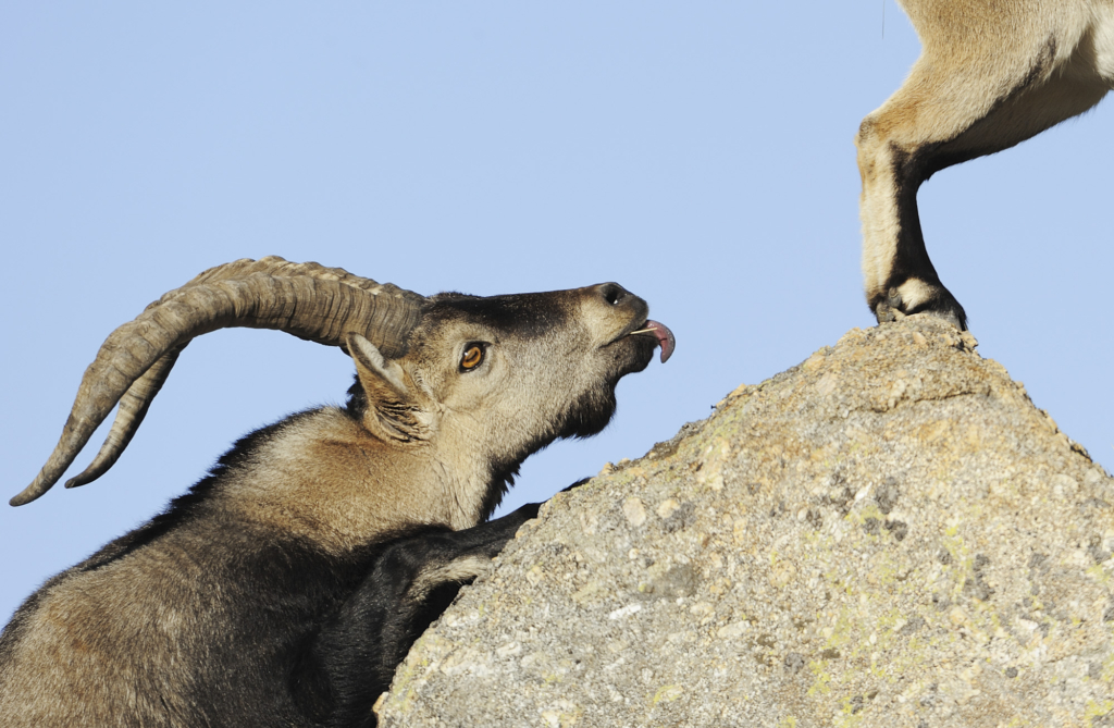 Iberiska stenbockar och grå- & gåsgams-bonanza i Spanien. Fotoresa med Wild Nature fotoresor. Foto: Staffan Widstrand