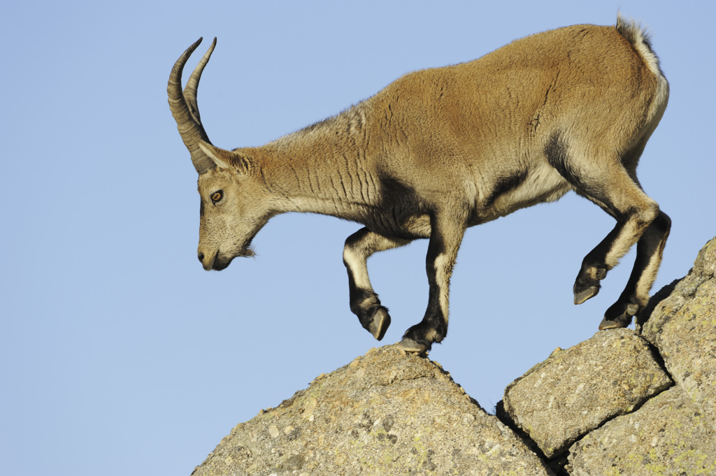 Iberiska stenbockar och grå- & gåsgams-bonanza i Spanien. Fotoresa med Wild Nature fotoresor. Foto: Staffan Widstrand