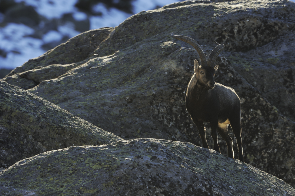 Iberiska stenbockar och grå- & gåsgams-bonanza i Spanien. Fotoresa med Wild Nature fotoresor. Foto: Staffan Widstrand