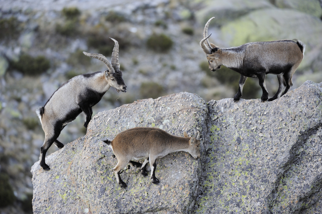 Iberiska stenbockar och grå- & gåsgams-bonanza i Spanien. Fotoresa med Wild Nature fotoresor. Foto: Staffan Widstrand