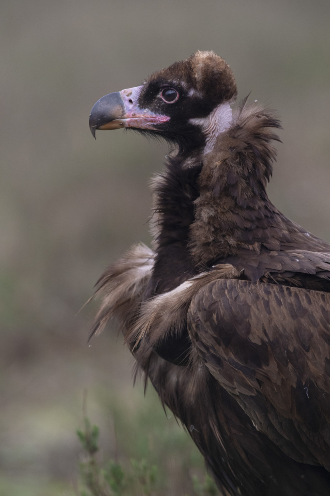 Iberiska stenbockar och grå- & gåsgams-bonanza i Spanien. Fotoresa med Wild Nature fotoresor. Foto: Staffan Widstrand