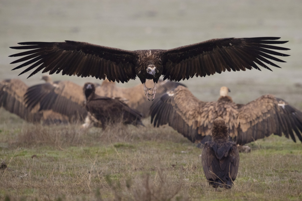 Iberiska stenbockar och grå- & gåsgams-bonanza i Spanien. Fotoresa med Wild Nature fotoresor. Foto: Staffan Widstrand