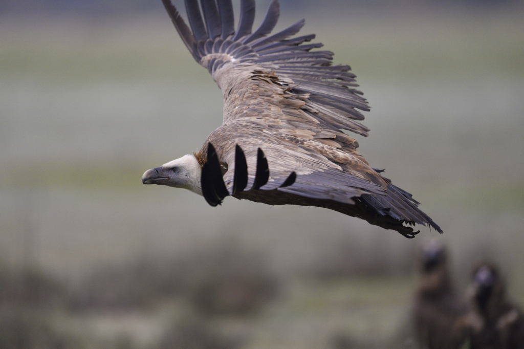 Iberiska stenbockar och grå- & gåsgams-bonanza i Spanien. Fotoresa med Wild Nature fotoresor. Foto: Staffan Widstrand