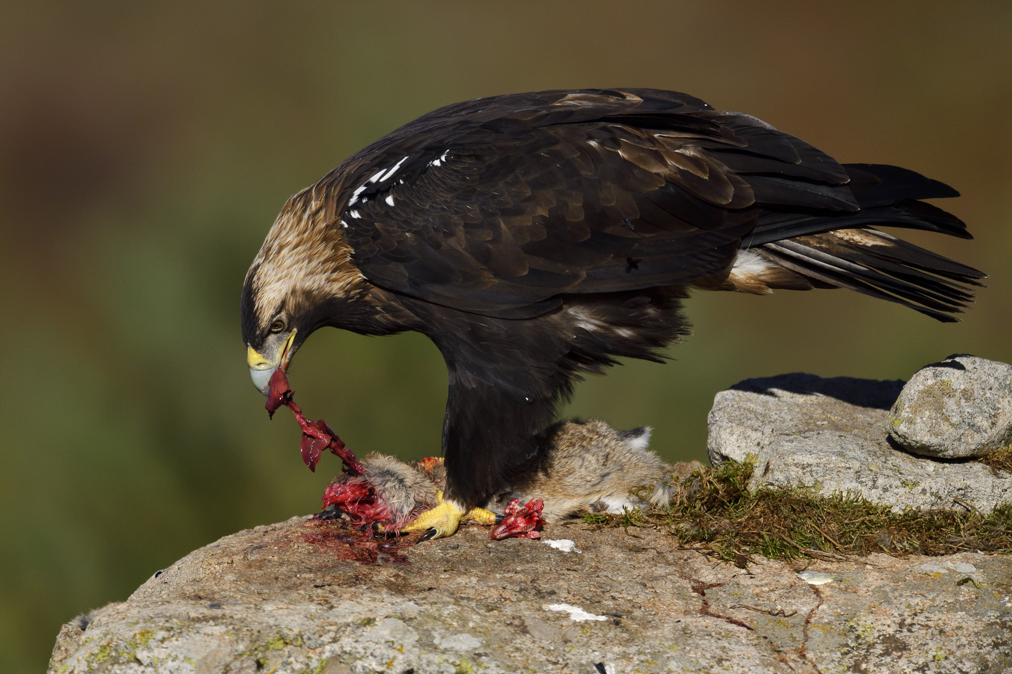 Panterlo i Spanien – med spansk kejsarörn och egyptisk mungo. Fotoresa med Wild Nature fotoresor. Foto: Staffan Widstrand