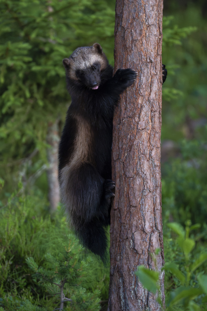 Rovdjurshelg i Hälsingland. Fotoresa med Wild Nature fotoresor. Foto: Staffan Widstrand