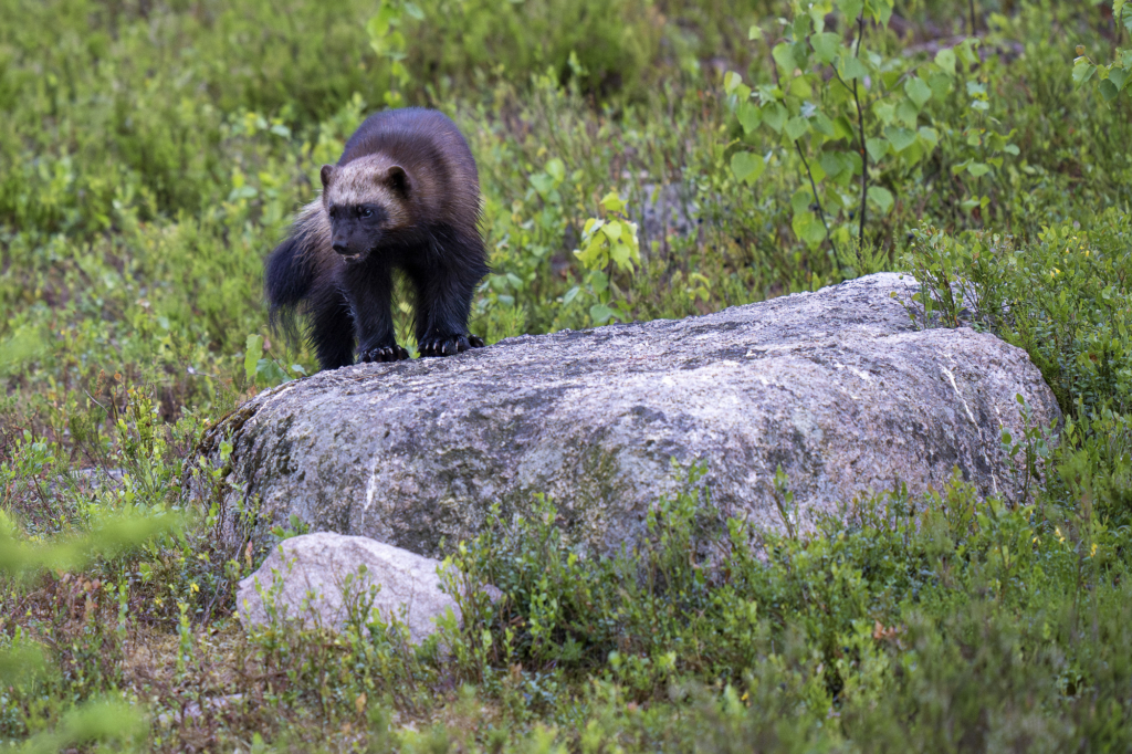 Rovdjurshelg i Hälsingland. Fotoresa med Wild Nature fotoresor. Foto: Staffan Widstrand