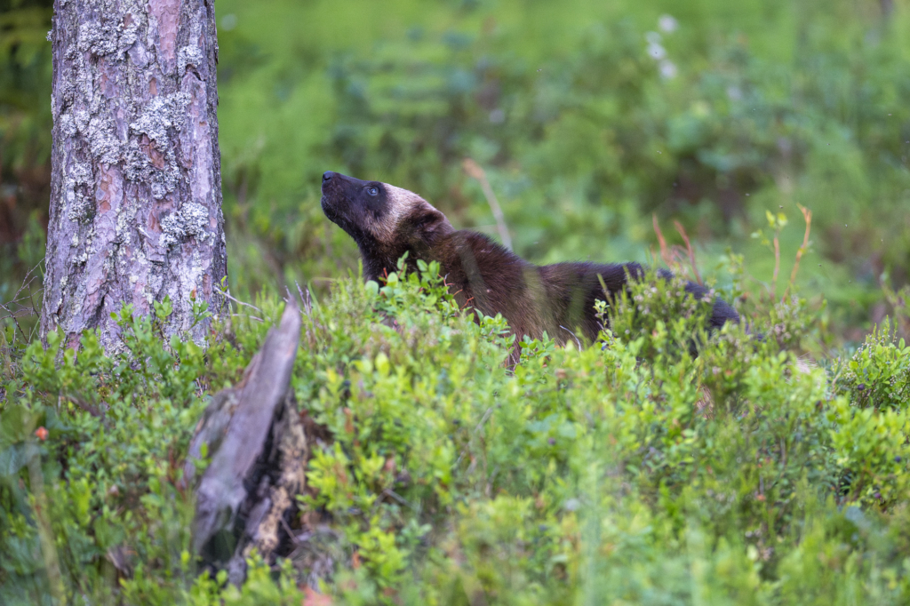 Rovdjurshelg i Hälsingland. Fotoresa med Wild Nature fotoresor. Foto: Staffan Widstrand