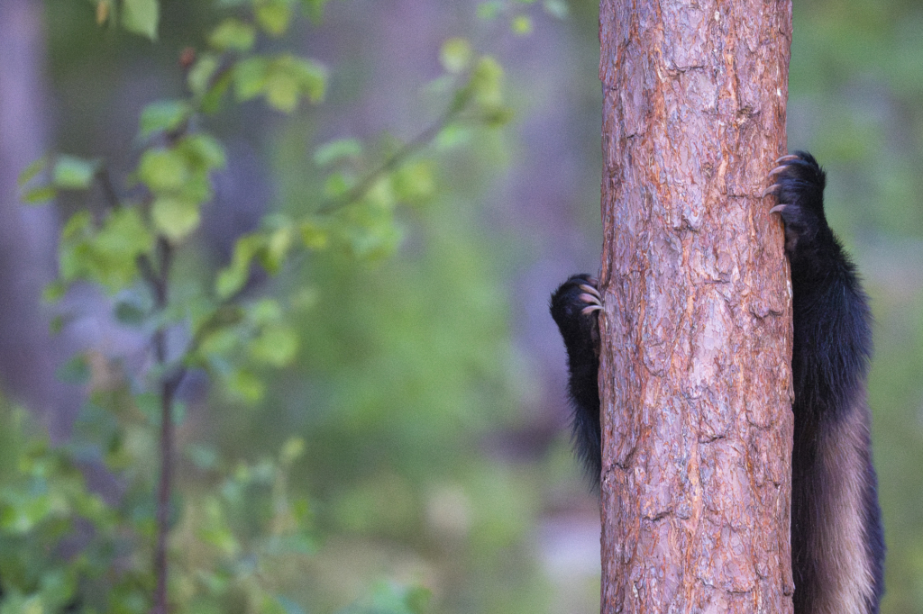 Rovdjurshelg i Hälsingland. Fotoresa med Wild Nature fotoresor. Foto: Staffan Widstrand